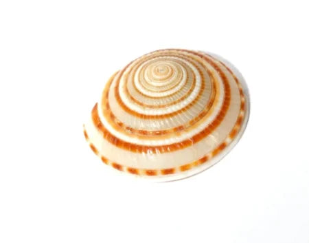 Vishnu Gomti Chakra