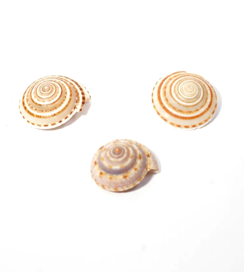 Vishnu Gomti Chakra