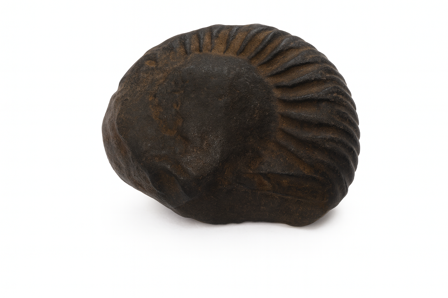 Natural Shaligram