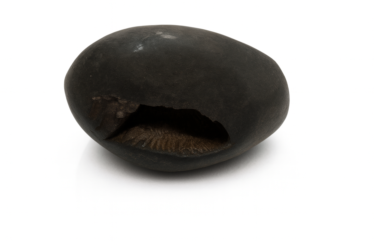 Natural Shaligram