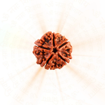 5 Mukhi Rudraksh (Unique) Nepal