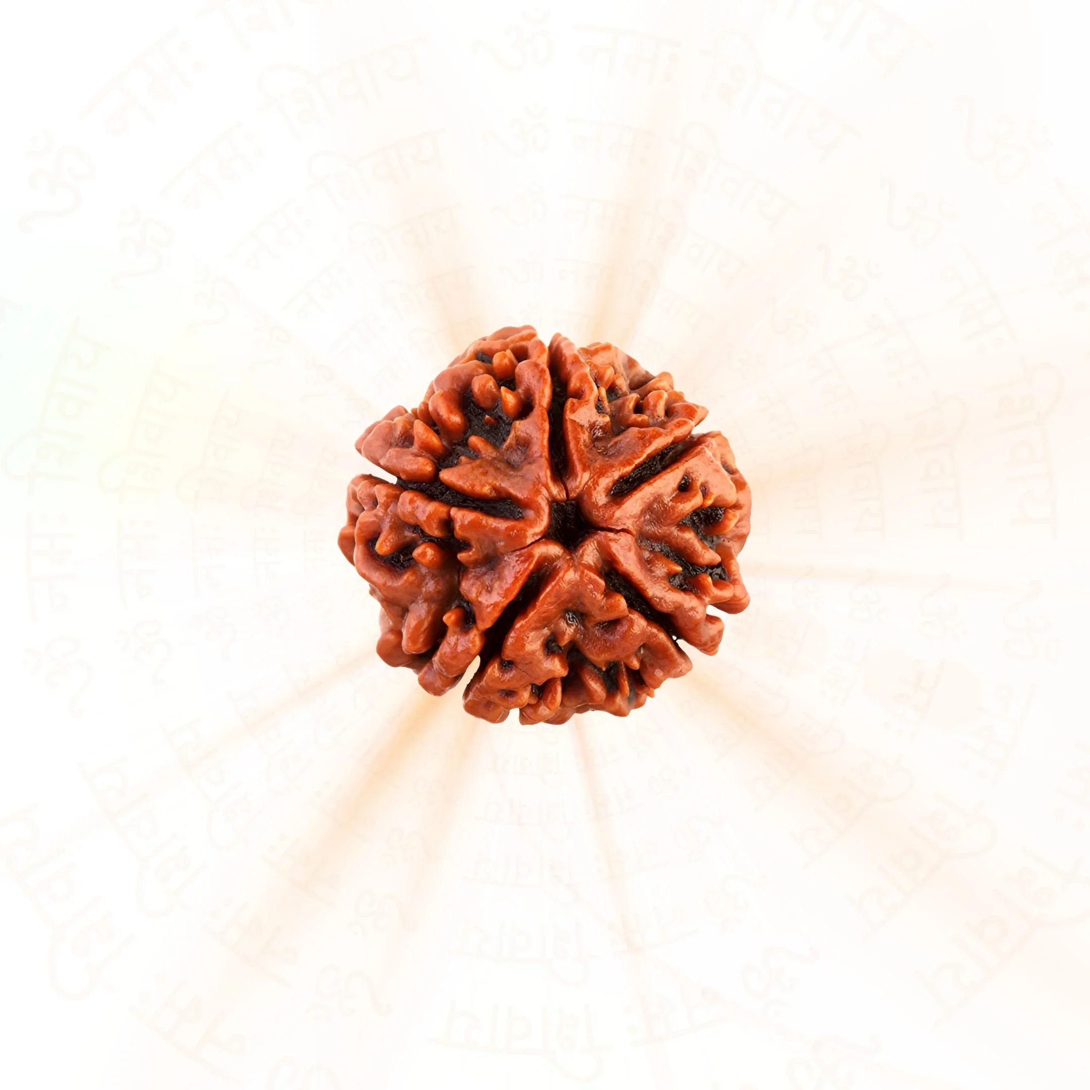 5 Mukhi Rudraksh (Unique) Nepal