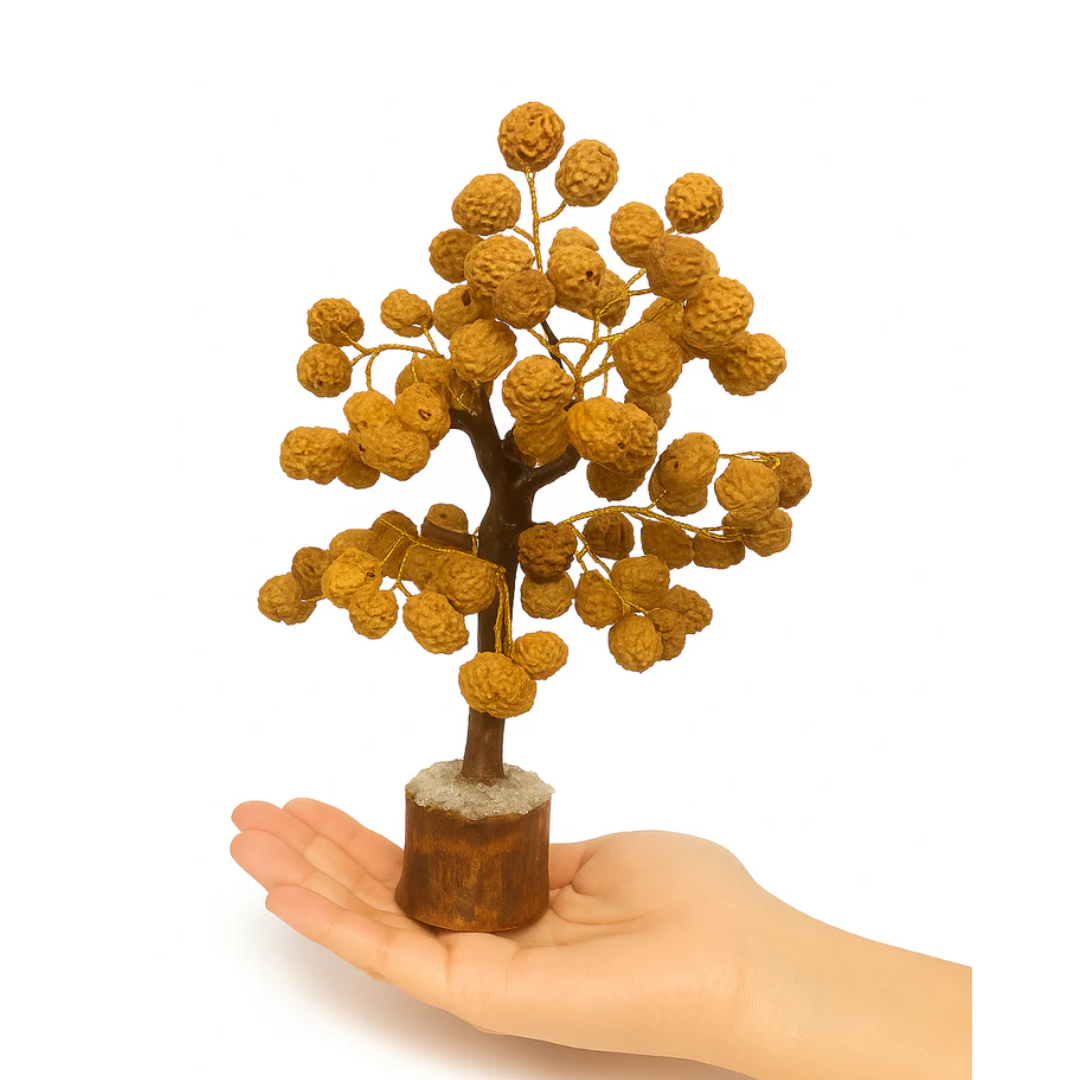 Rudraksha Tree
