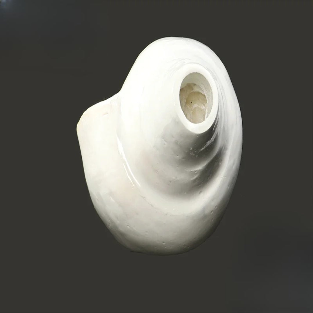 Certified Natural Pooja Shankh