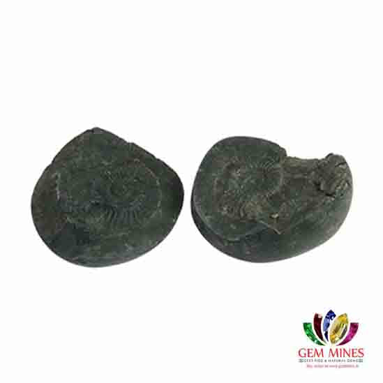 Natural Shaligram