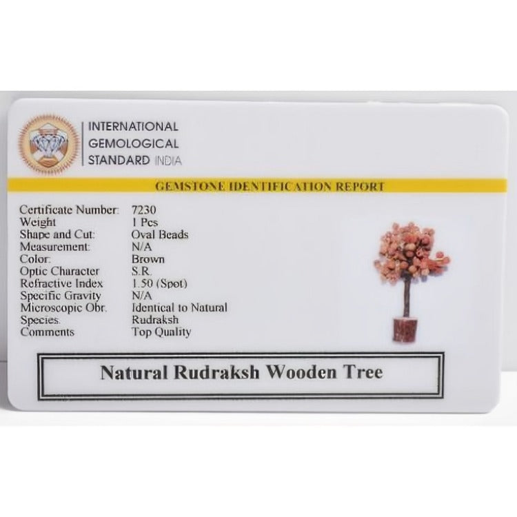 Rudraksha Tree