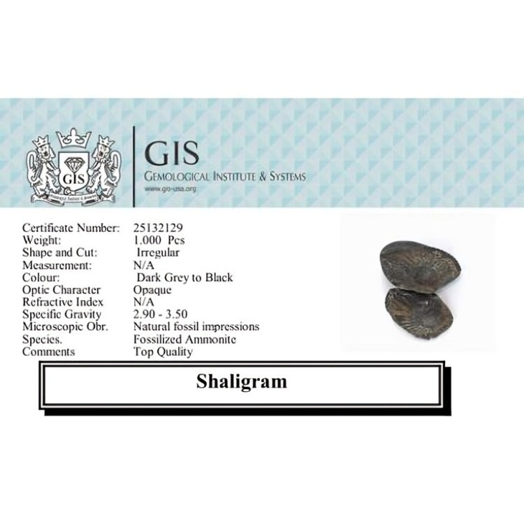 Natural Shaligram