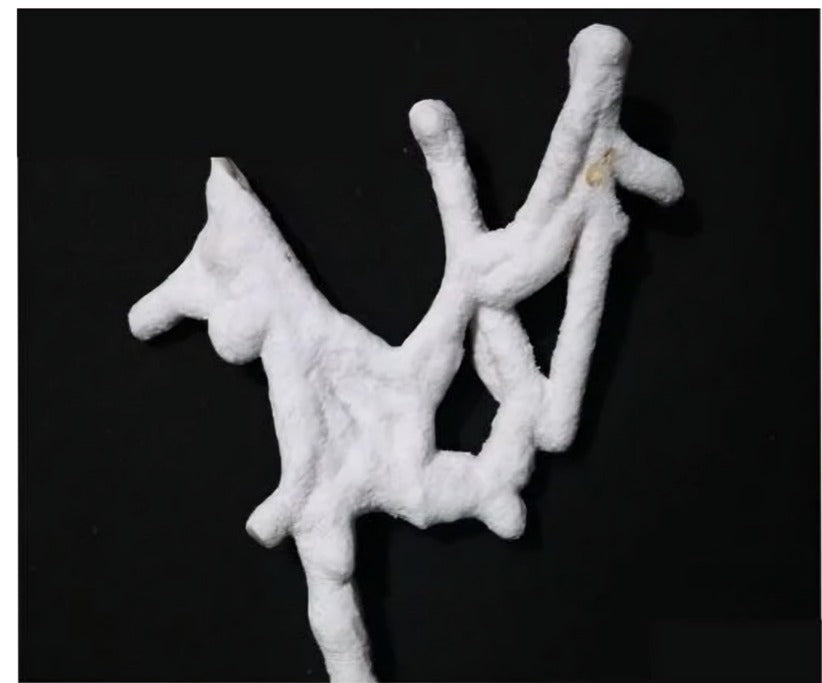 Fossilized White Coral