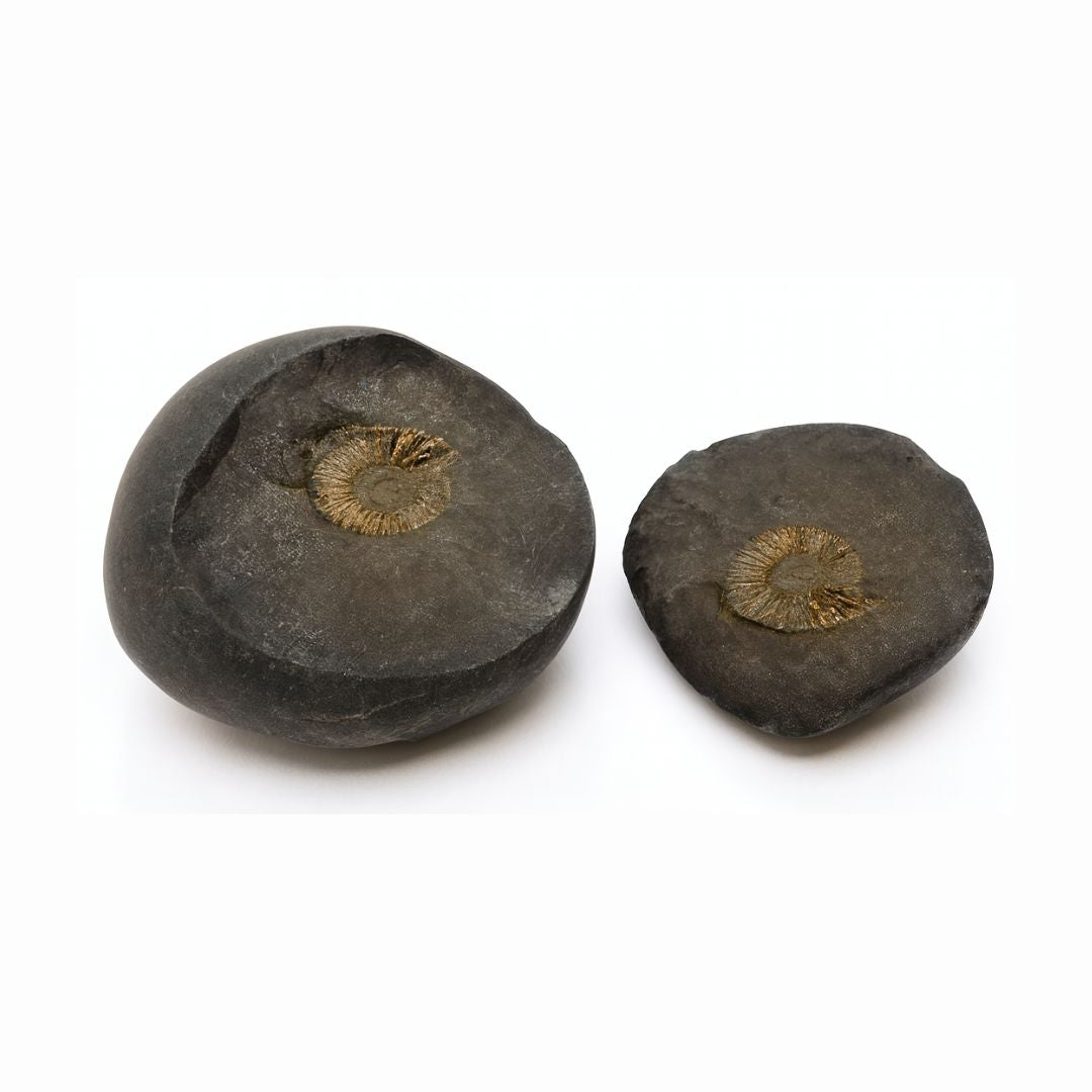Natural Shaligram
